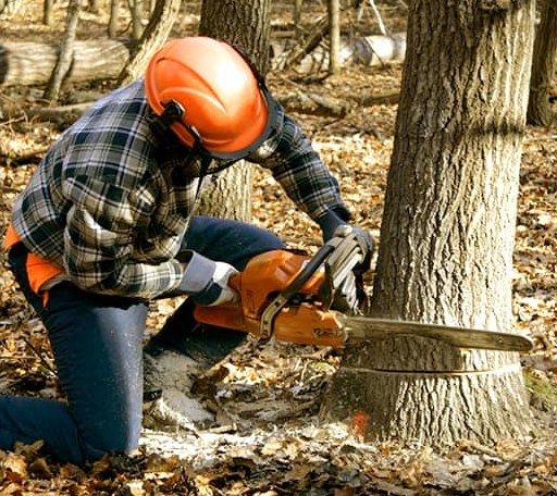 Tree Removal in Hill, NH